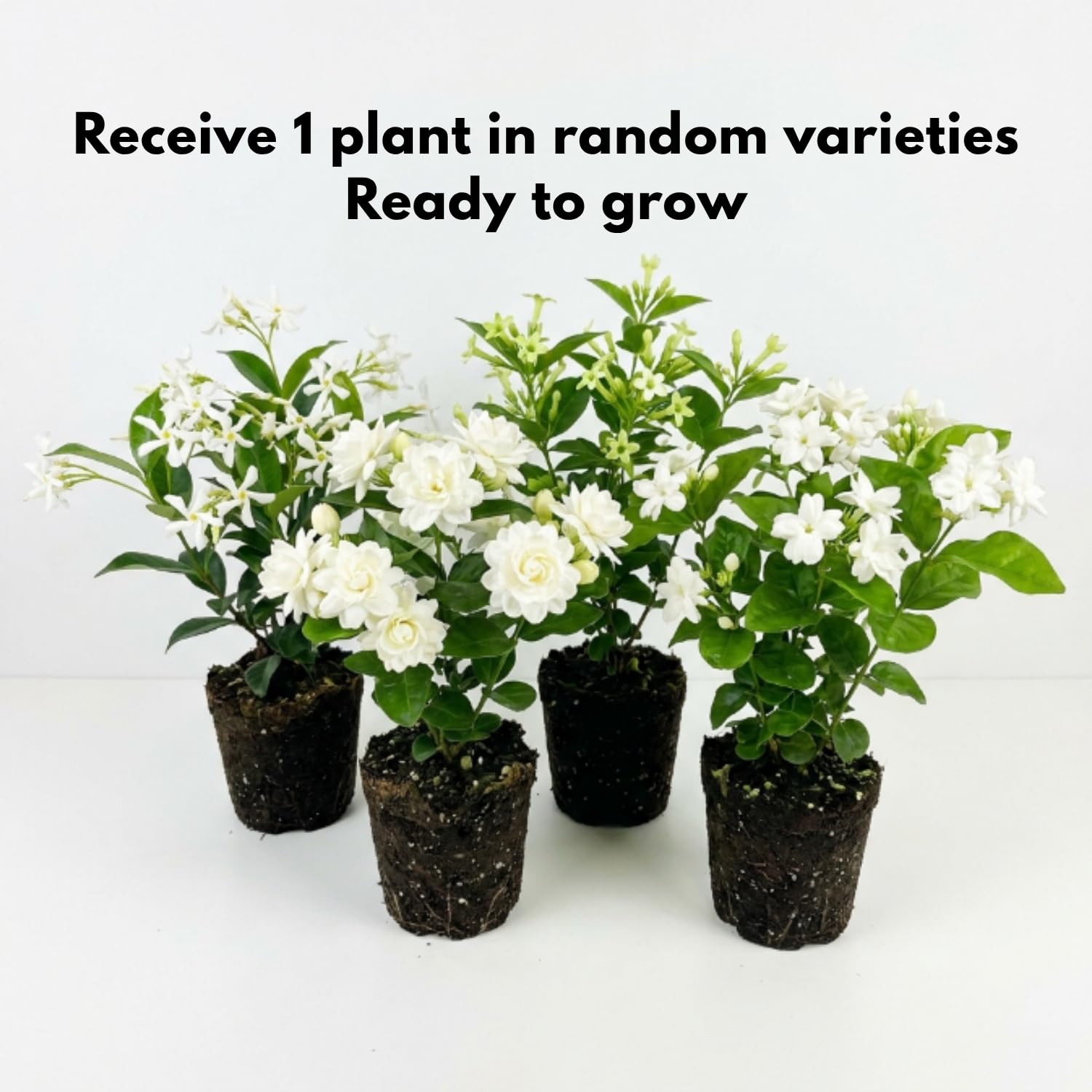 Random Jasmine Plant, Fragrant Jasmine Flower Vine 4-8 Inches Well Rooted for Container, Hanging Basket Growing