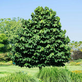 Large Pack 4 Paw Paw Trees Live Plants, Pawpaw Asimina Triloba Plant Live Tree Well Rooted from 6 to 12 Inc Tall, Mango Papaya Like