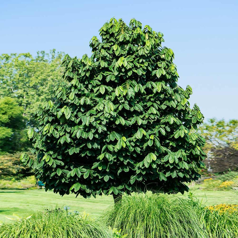 Large Pack 4 Paw Paw Trees Live Plants, Pawpaw Asimina Triloba Plant Live Tree Well Rooted from 6 to 12 Inc Tall, Mango Papaya Like
