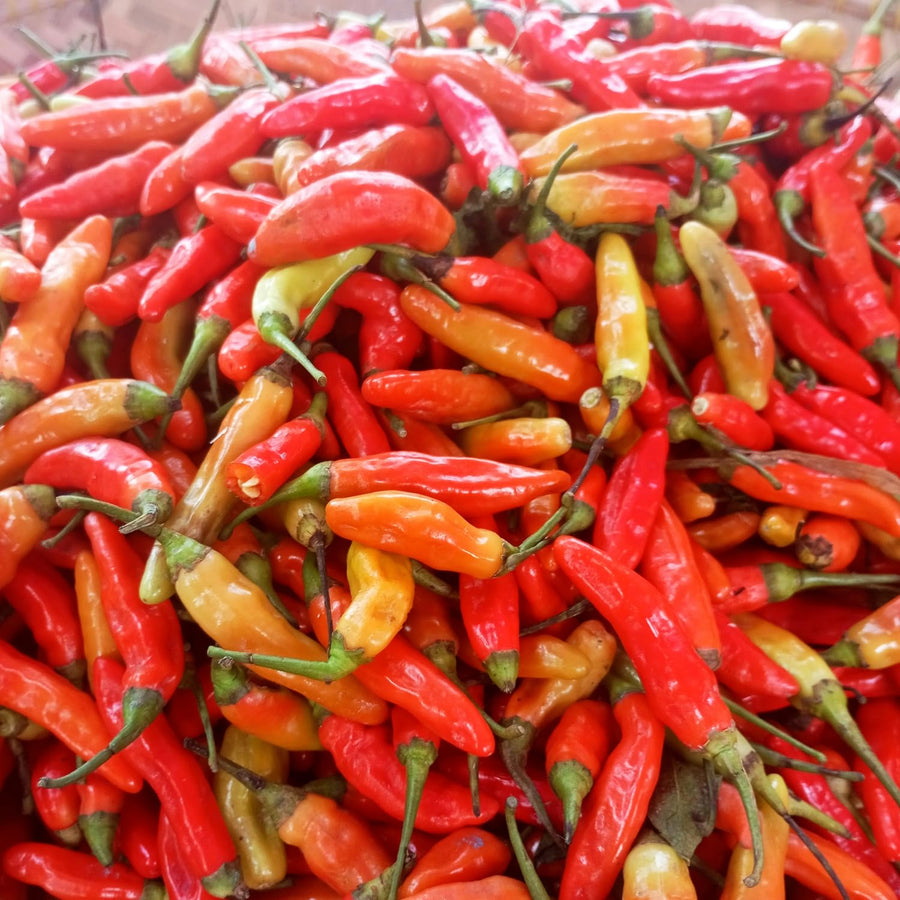 50 Bird Chili Pepper Seeds, Hot Pepper for Planting, Heirloom Variety for Garden
