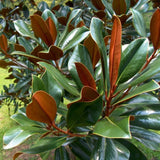 Southern Magnolia Plant Live 8-14 Inch Tall, Fragrant Magnolia Bush Live Plant, Magnolia Flowers for Enhancing Your Garden