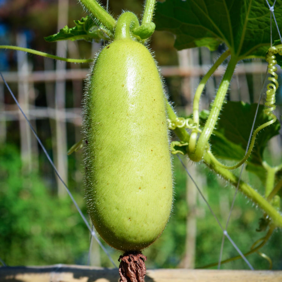 50 Bottle Gourd Seeds for Planting, Vegetable Seeds for Garden, Climbing Gourd Plant for Trellis, Outdoor Garden or Backyard Growing