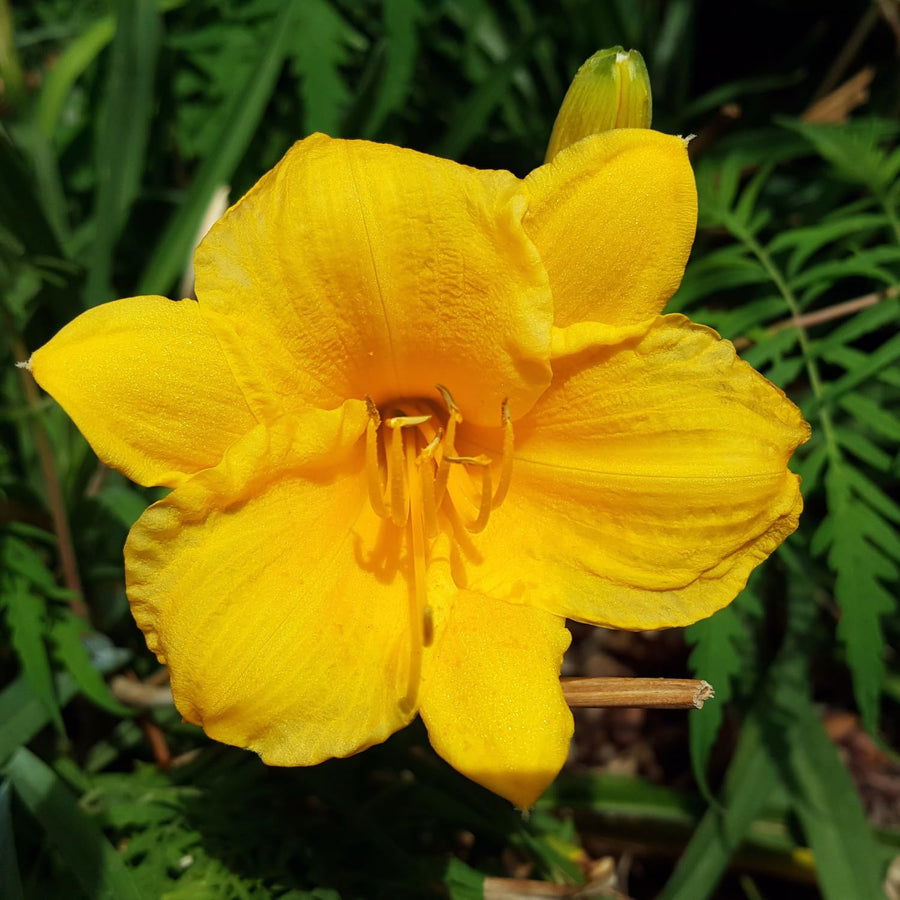 Yellow Daylily Roots, Live Reblooming Daylily Bare Root, Hardy Perennial Flower - 5 Roots for Planting Outdoor Garden Landscape