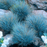 2 Blue Fescue Grass Live Plant in 4" Pot, Oranmental Grass for Home Decor Indoor Outdoor