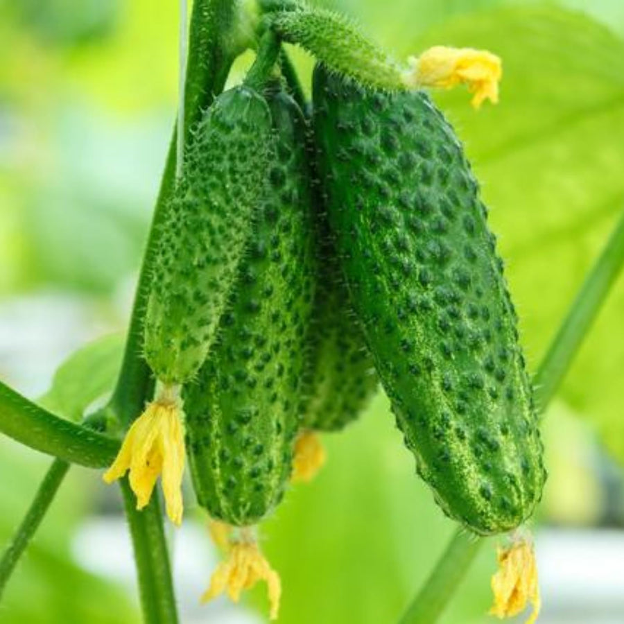 Set 2 Marketmore Cucumber Plants Live, Cucumber Live Plants, Vegetable Starter Plants, 4 Inc Long