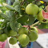 Pink Guava Tree Live Plant, 3 to 6 Inc Tall, Well Rooted, 4 Months Old Guava Tree Seedling, Fragrant Guava for Planting, Cold Hardy