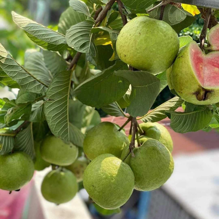 2 Live Guava Trees Plants Live Fast Growing Tree, Pink Guava Seedlings Tree Fruit Plant, 4 to 9 Inc Tall, Pink Guava Plants for Planting