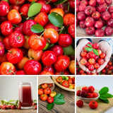 Barbados Cherry Plant Live, Acerola Cherry Fruit Live Plant, Sweet Tropical Fruit Tree, Early Fruiting, 2 Feet Tall for Outdoor Gardening