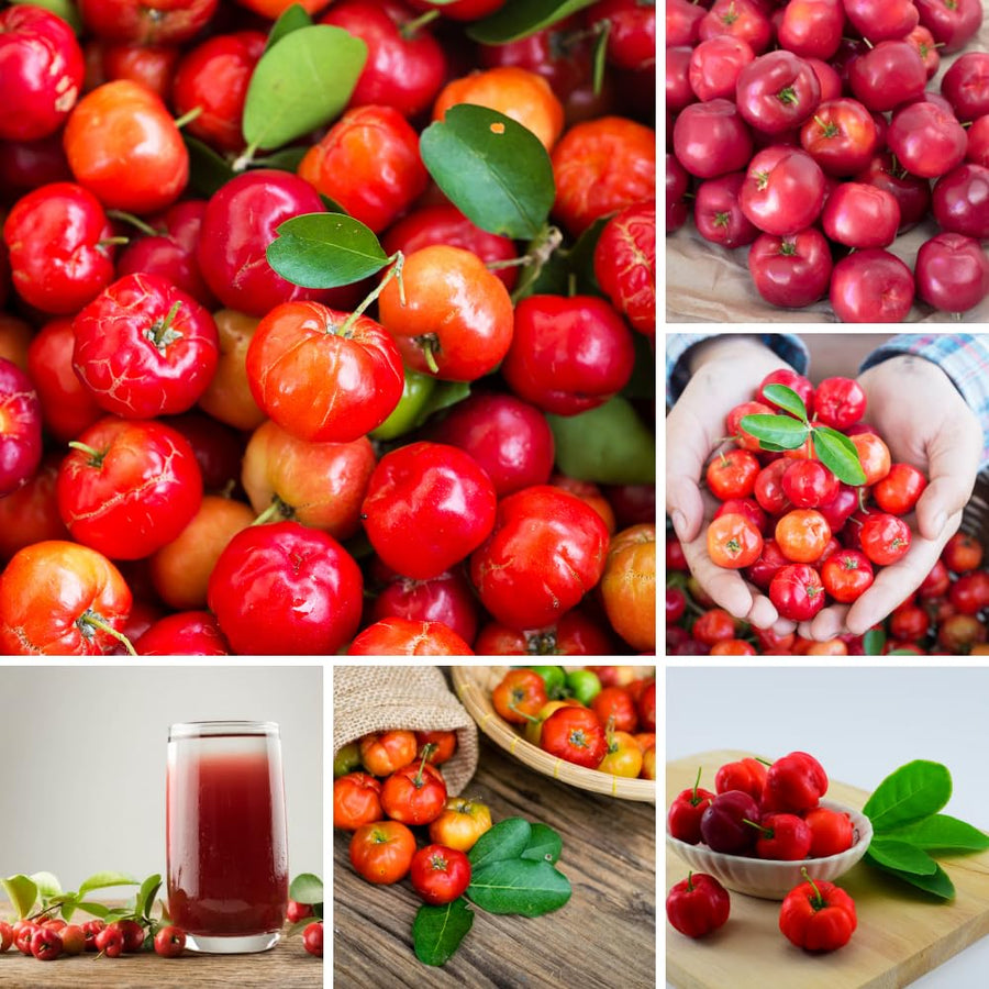 Barbados Cherry Plant Live, Acerola Cherry Fruit Live Plant, Sweet Tropical Fruit Tree, Early Fruiting, 2 Feet Tall for Outdoor Gardening
