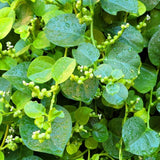 50+ Green Malabar Spinach Seeds, Mong TOI Poi Sang Ceylon Seeds Leafy Vine Plant Seeds for Outdoor Garden