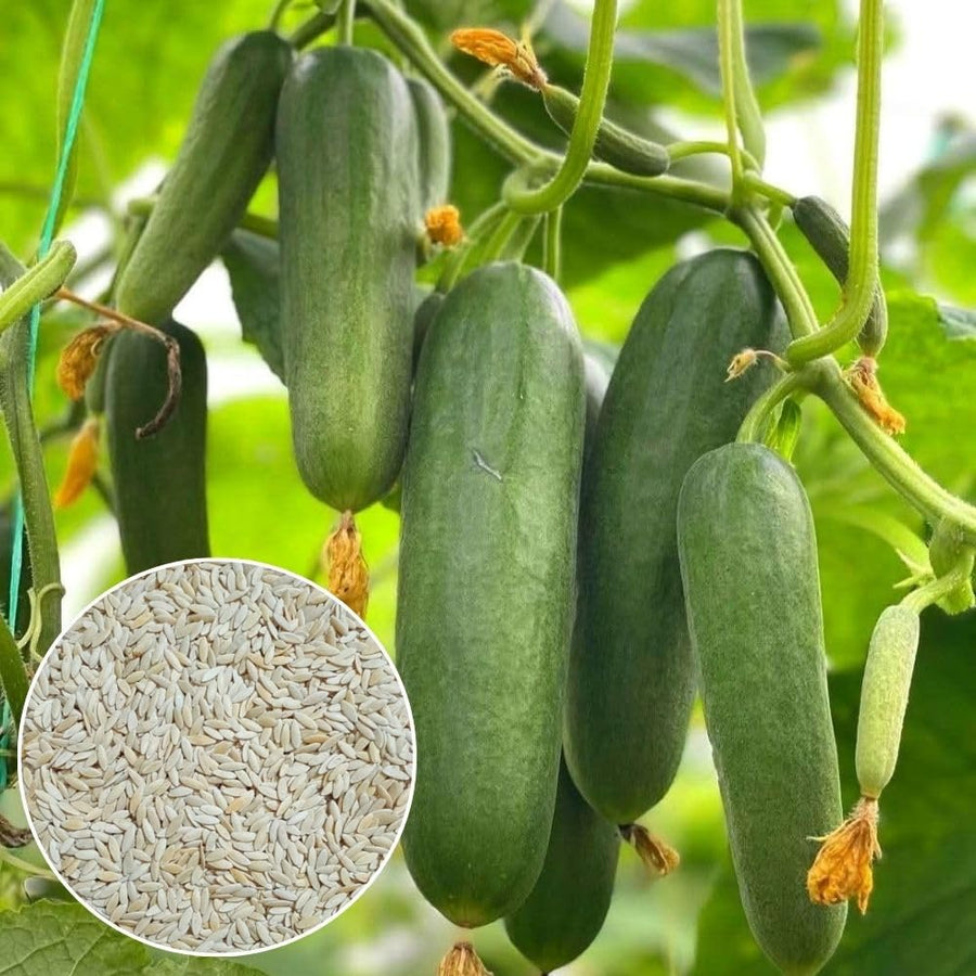 60 Smooth Cucumber Seeds for Planting, Cucumber Vegetable Seeds for Outdoor Growing