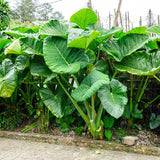 2 Alocasia Live Plants, Live Alocasia Plants Indoor, 3 to 5 Inches, Colocasia Plant, Elephant Ear Esculenta Taro Colocasia Plant House Plant (Giant Green)