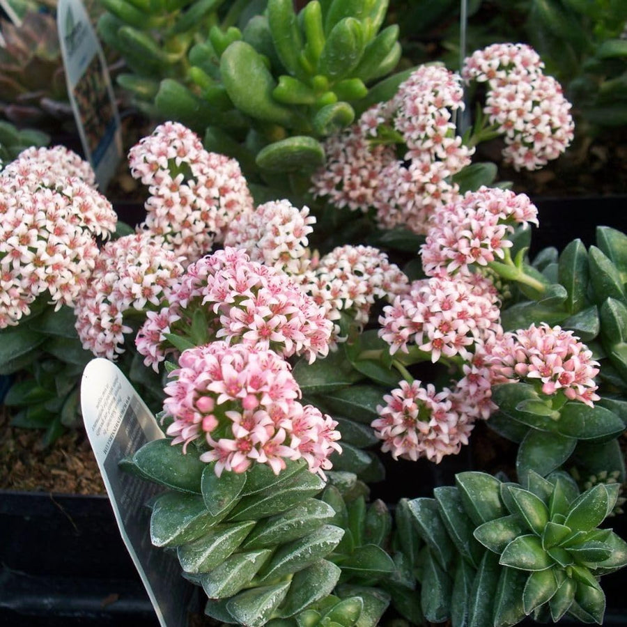Crassula Spring Live Plant, 2 Inch Pot, Compact Crassula Succulent Live Plant Full Rooted