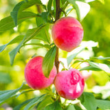 Set 2 Wild Plum Trees Live Plants, 12-24 Inch Tall, Sweet Plum Plant Live for Planting, Bareroots Dormant