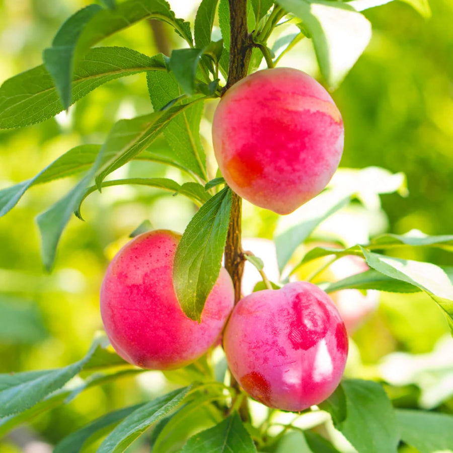 Set 2 Wild Plum Trees Live Plants, 12-24 Inch Tall, Sweet Plum Plant Live for Planting, Bareroots Dormant
