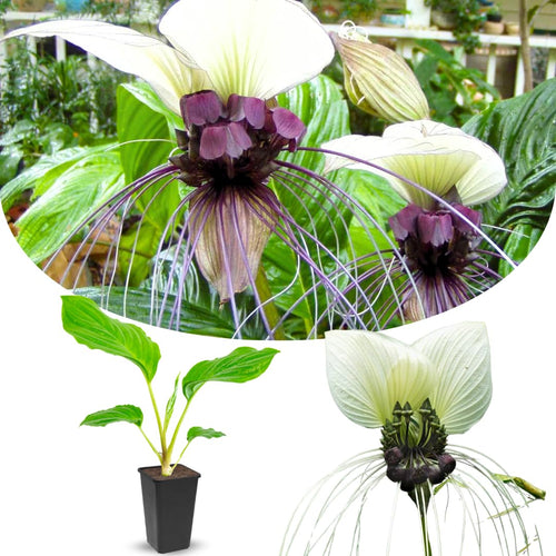 8"-14" Tropical White Bat Orchird Flower Plant Live, White Bat Tacca Chantrieri Houseplant, Indoor Outdoor Growing