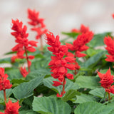Red Salvia Plants Live, Fragrant Perennial Sage Plants, 4-6 Inches Tall in 4 Inches Pot, Flowering Shrubs for Garden, Patio