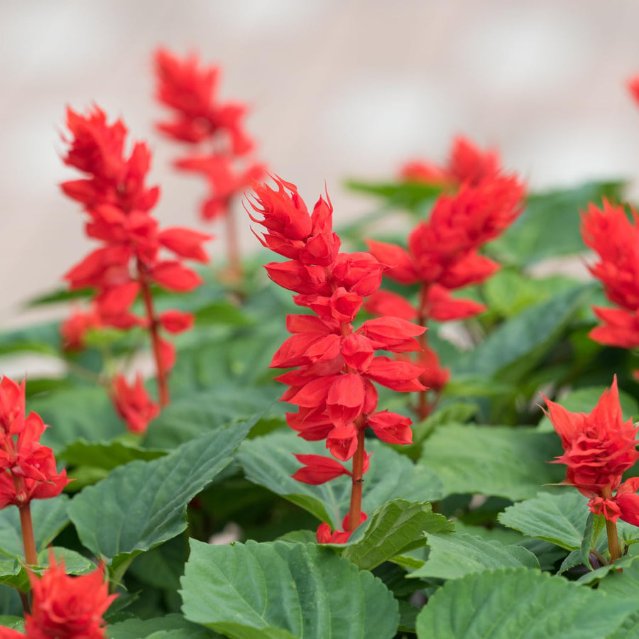 Red Salvia Plants Live, Fragrant Perennial Sage Plants, 4-6 Inches Tall in 4 Inches Pot, Flowering Shrubs for Garden, Patio
