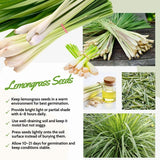 Pack 800 Lemongrass Seeds for Indoor or Outdoor Growing, Fragrant Culinary Seeds for Planting