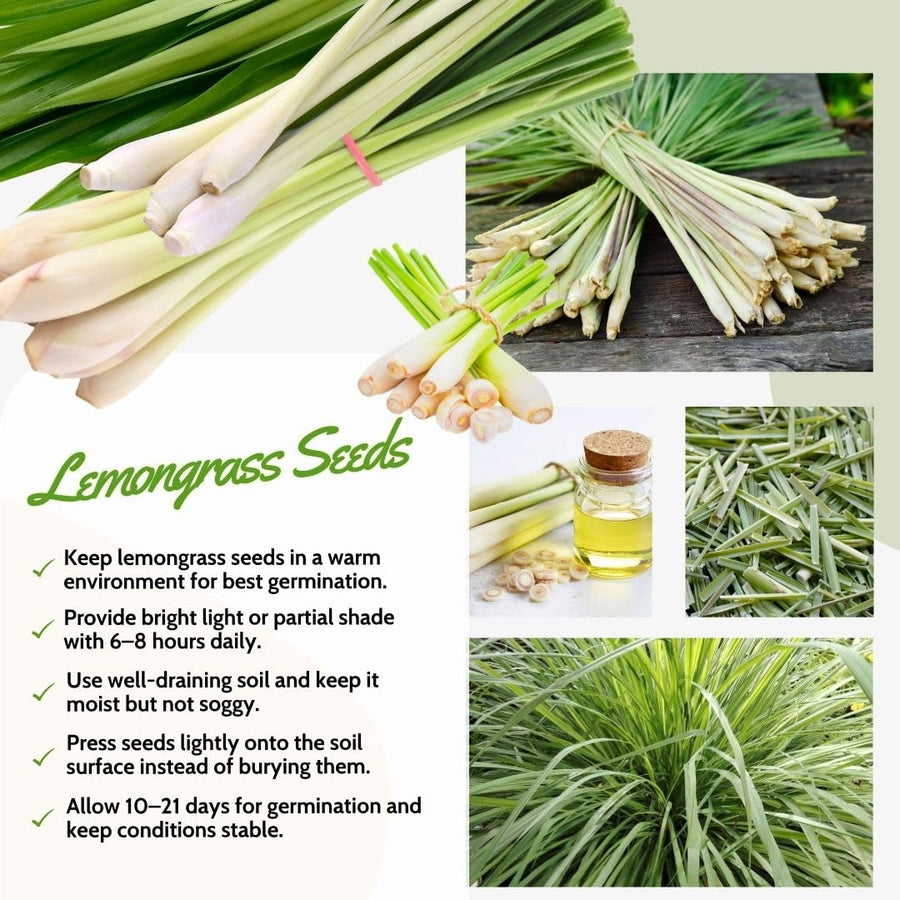 Pack 800 Lemongrass Seeds for Indoor or Outdoor Growing, Fragrant Culinary Seeds for Planting