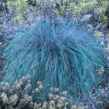 2 Blue Fescue Grass Live Plant in 4" Pot, Oranmental Grass for Home Decor Indoor Outdoor