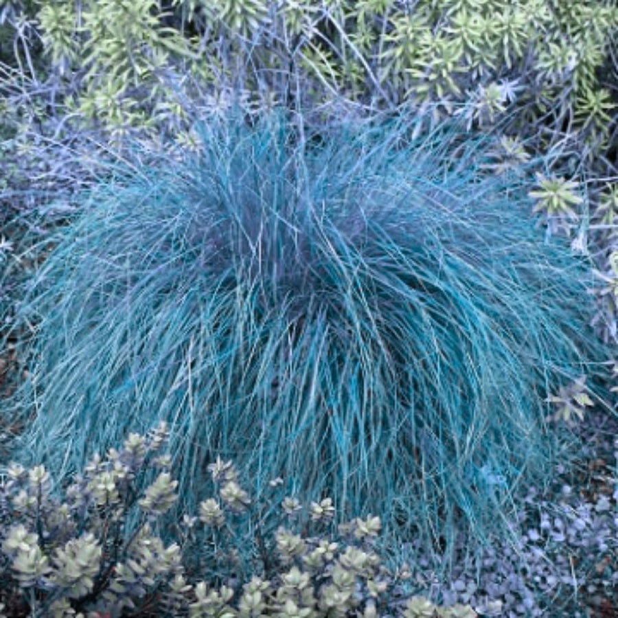 2 Blue Fescue Grass Live Plant in 4" Pot, Oranmental Grass for Home Decor Indoor Outdoor