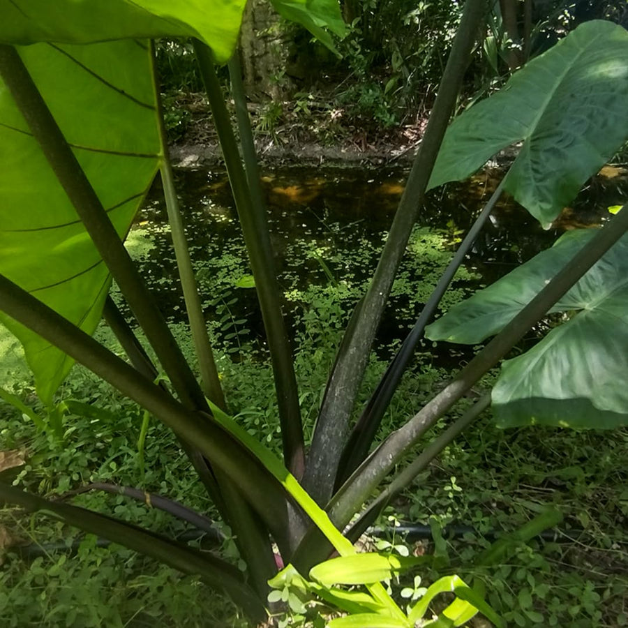 3 Colocasia Plants Live, Elephant Ear Caladium Esculenta Plants, 5 to 8 Inc Tall (Black Stems)