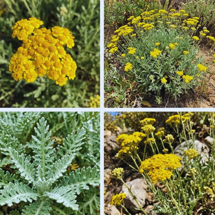 2 Golden Yarrow Plants Live, 4 to 6 Inc Tall, Yarrow Flower Live Plant, Bare Roots