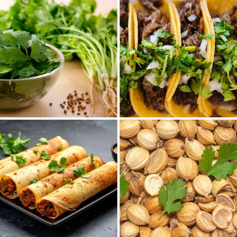 500 Cilantro Seeds for Planting Outdoor, Cilantro Plant Fast Growing Herb, Home Garden Plant Seeds