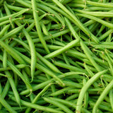 25 Long Green Bush Bean Seeds, Green Bean Vegetable Seeds, High Yield Vegetable for Outdoor Garden and Container Growing
