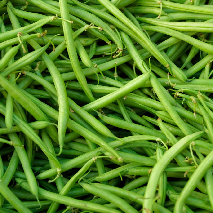 25 Long Green Bush Bean Seeds, Green Bean Vegetable Seeds, High Yield Vegetable for Outdoor Garden and Container Growing