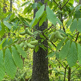 Set 2 Pawpaw Bareroots Live Plant 12-18 Inches Tall, Pawpaw Tree, Asimina Triloba Fruit Tree, Cold Hardy for Outdoor Gardening