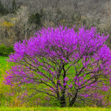 2 Purple Pink Redbud Trees Live Plants 6-12" Tall, Dormant, No Leaf, No Pot, Redbud Plants Live Trees Outside, Cold Hardy, Early Spring Blooms, Bare Roots
