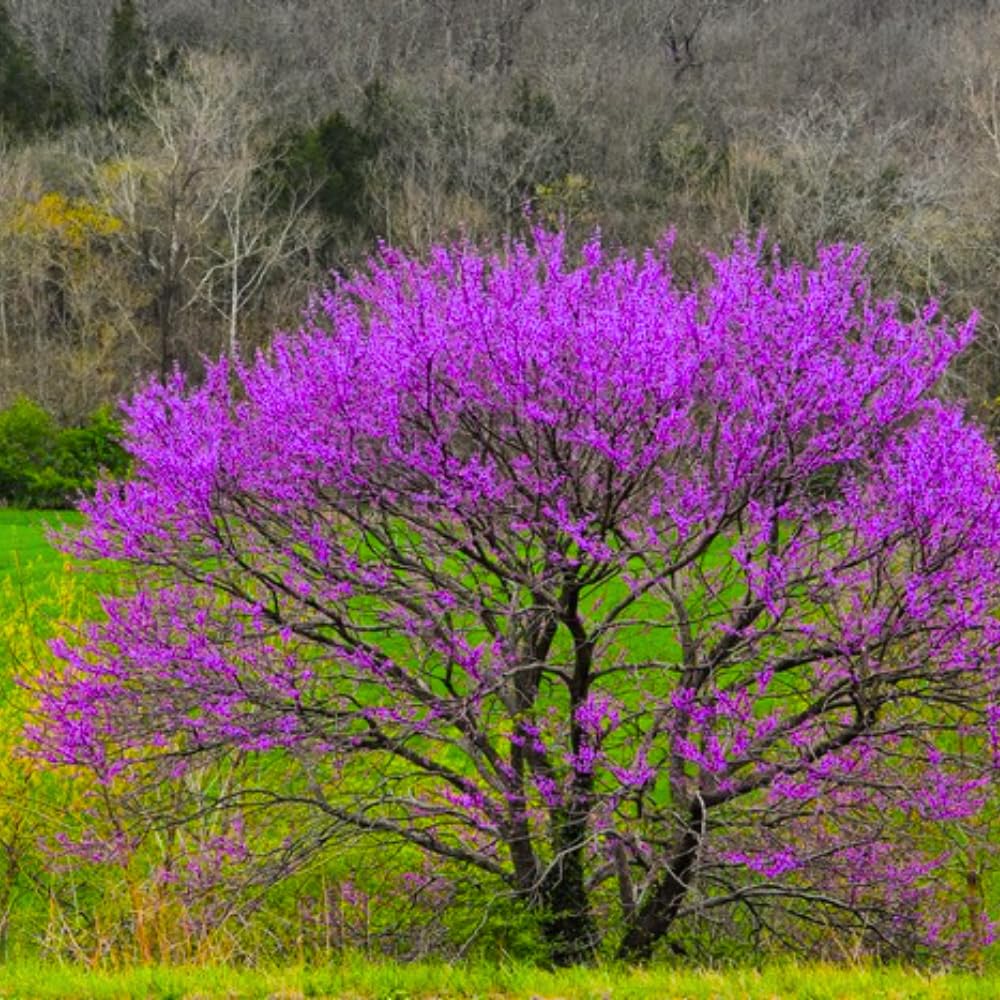 2 Purple Pink Redbud Trees Live Plants 6-12" Tall, Dormant, No Leaf, No Pot, Redbud Plants Live Trees Outside, Cold Hardy, Early Spring Blooms, Bare Roots