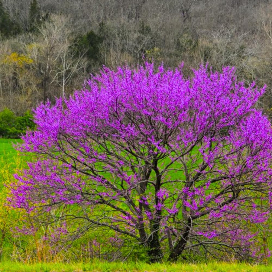 2 Purple Pink Redbud Trees Live Plants 6-12" Tall, Dormant, No Leaf, No Pot, Redbud Plants Live Trees Outside, Cold Hardy, Early Spring Blooms, Bare Roots
