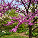 Eastern Redbud Tree Live Plant, Ornamental Pink Bloom Tree in Quart Pot for Outdoor Garden, Yard or Landscape Planting, 6-12 Inches