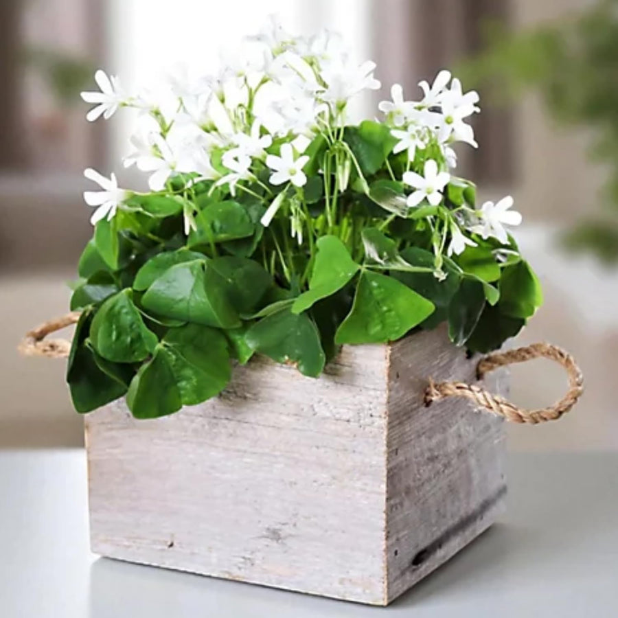 Green Oxalis Shamrock Plant, in 3.5" Pot, Hardy Perennial for Indoor Outdoor Growing