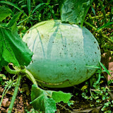 Pack 60 Wax Gourd Winter Melon Seeds, Round Winter Melon Seed for Vegetable Garden, Ready for Planting