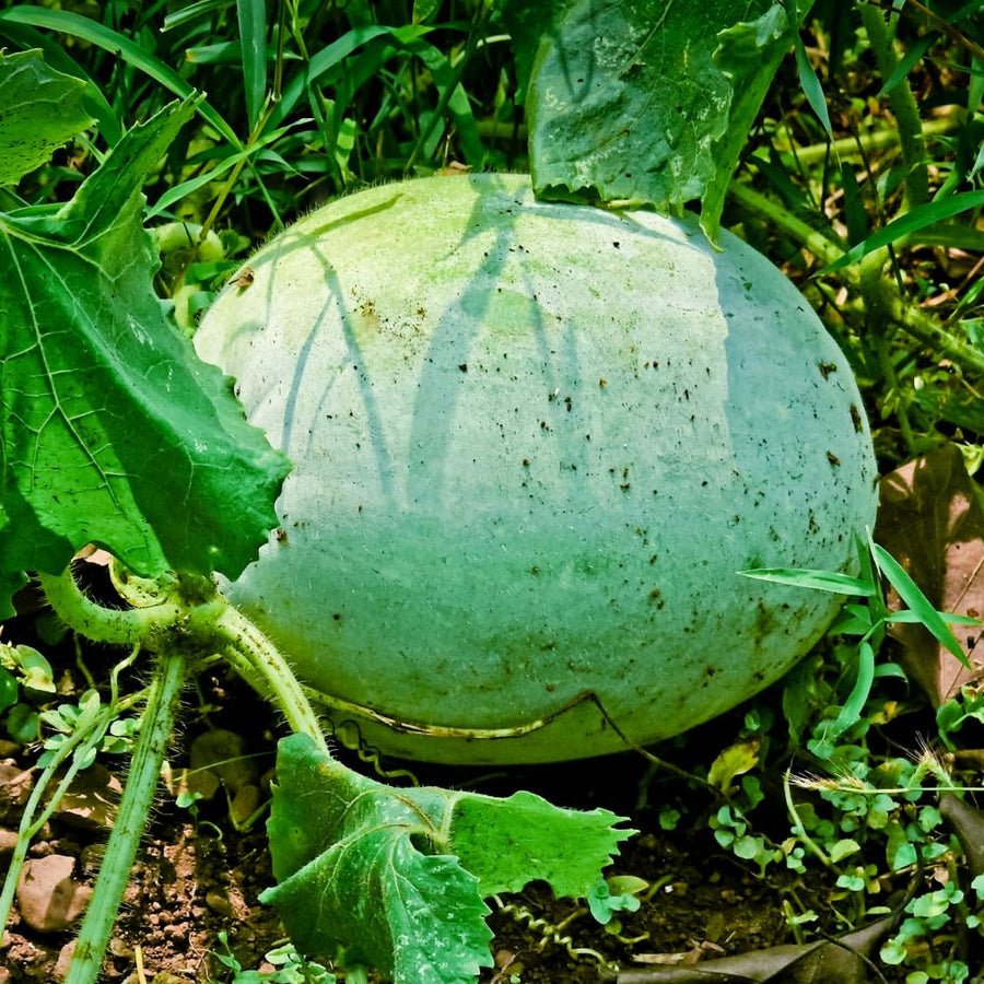 Pack 60 Wax Gourd Winter Melon Seeds, Round Winter Melon Seed for Vegetable Garden, Ready for Planting