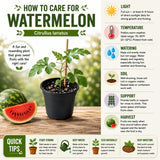 2 Watermelon Plants Live, 4 to 6 Inches Tall, Sweet Fruit Plants, Sweet Melon Starter Plants for Outdoor Gardens