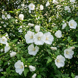 White Rose of Sharon Plant Live, Rose of Sharon Plant, Quart Pot, 6-10 Inches Tall, Soft Bloom, White Althea for Indoor Outdoor Growing