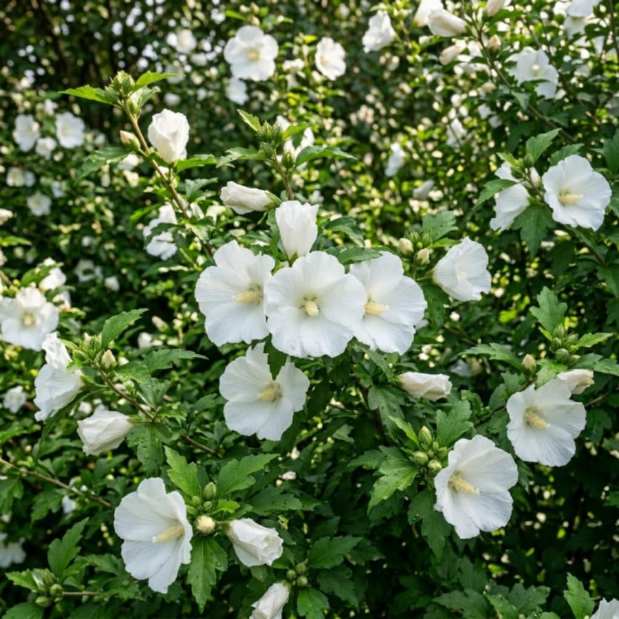 White Rose of Sharon Plant Live, Rose of Sharon Plant, Quart Pot, 6-10 Inches Tall, Soft Bloom, White Althea for Indoor Outdoor Growing