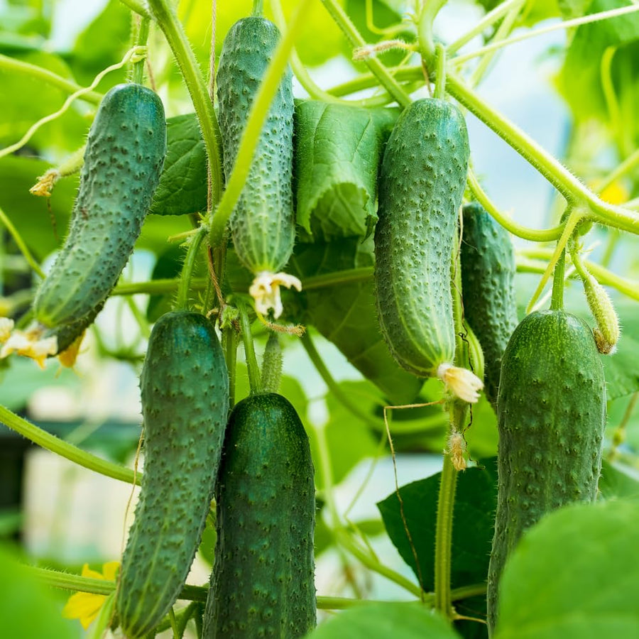 Cucumber Plants Live, 6-8 Inches Tall in 4 Inch Pot, 2 Plants Per Pot, Vegetable Plants for Garden or Containers