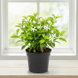 Jasmine Plant Live, White Fragrant Jasmine Flowering Vine, 4-7 Inches, Flowers for Home Garden, Balcony, Trellis (Star Jasmine)