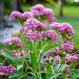 2 Mix Butterfly Milkweed Plants Live, Live Milkweed Plants, Asclepias Tuberosa Plant for Gardening, 5 to 7 Inc Tall