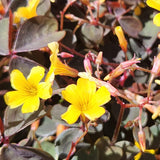 Burgundy Oxalis Triangularis Plant Live, 5-8 Inch Tall Shamrock Houseplant, Indoor Decorative Foliage Plant, No Pot, Yellow Flowers