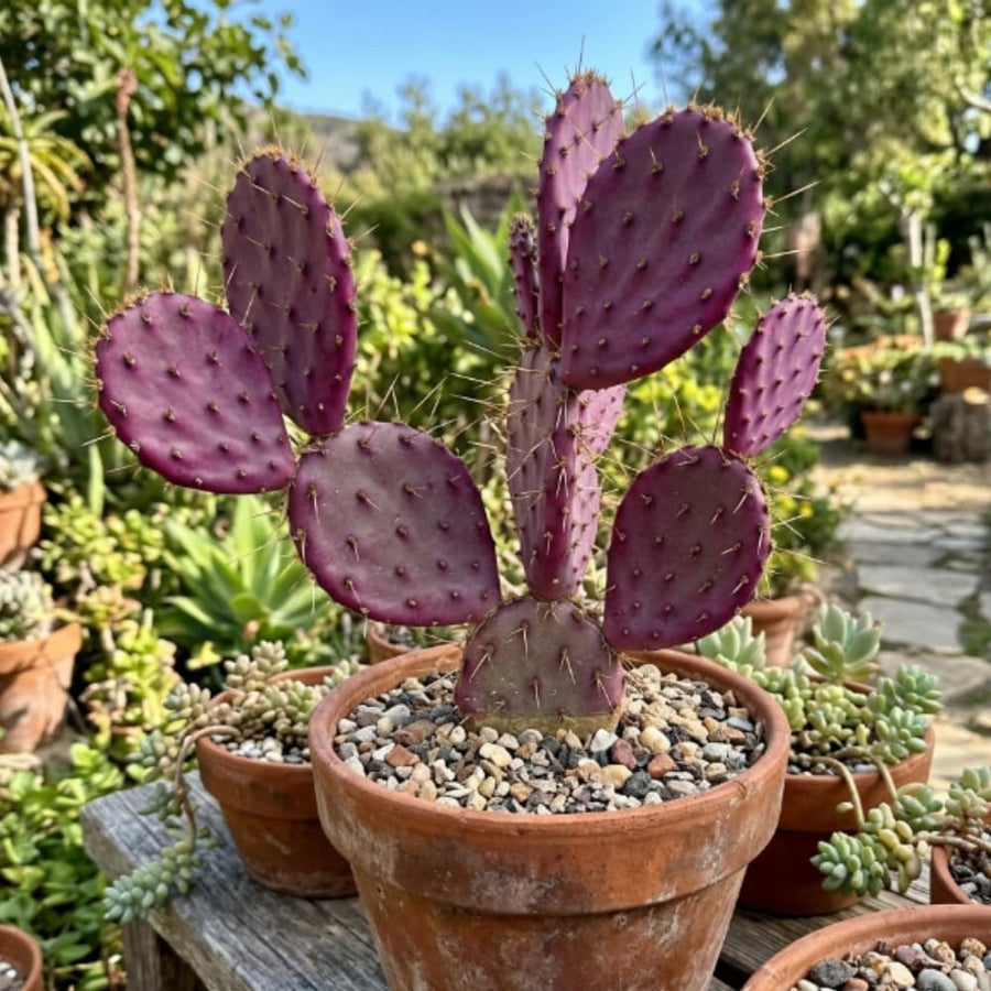 Set 25 Purple Prickly Pear Cactus Seeds, Purple Prickly Pear Seeds, Drought Tolerant Cactus for Planting