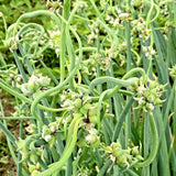 Pack 200 Walking Onion Seeds, Walking Onion Seeds for Planting, Hardy Onions, Perennial Vegetable for Backyard Garden