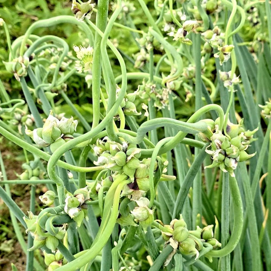 Pack 200 Walking Onion Seeds, Walking Onion Seeds for Planting, Hardy Onions, Perennial Vegetable for Backyard Garden