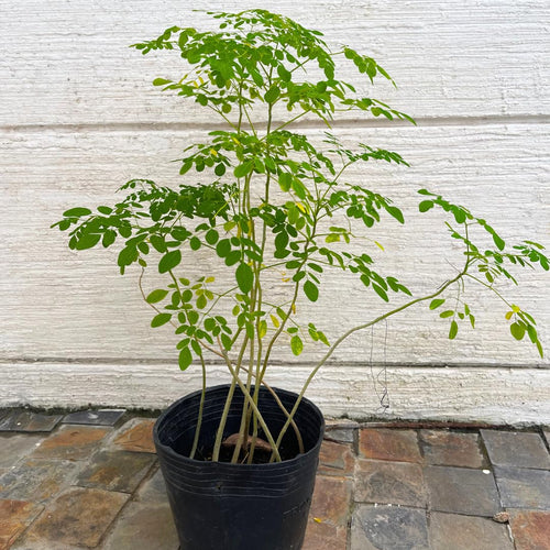 Dwarf Moringa Tree Live Plant in Half Gallon Pot, Well-Rooted Drumstick Malunggay Plant Live, Oleifera Moringa Horseradish Planting Outside, No CA